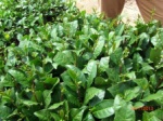 Tea plant